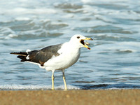 Seagulls06