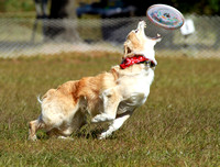 Guides Canins Frisbee 2012