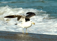 Seagulls07a