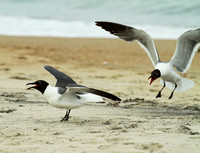 Seagulls05
