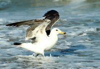 Seagulls12